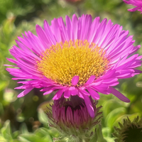 Erigeron glaucus 'Sea Breeze'